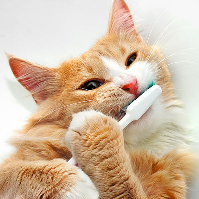 Pet Dental Care