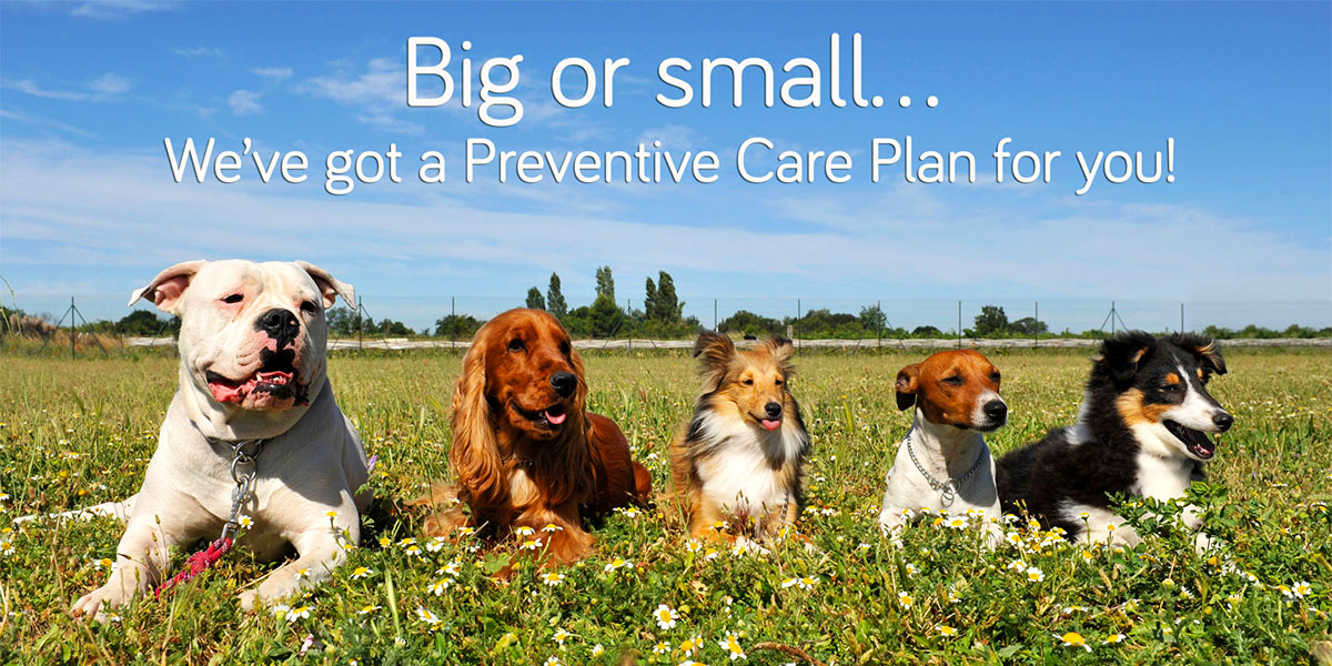 Pet Preventive Care Plans